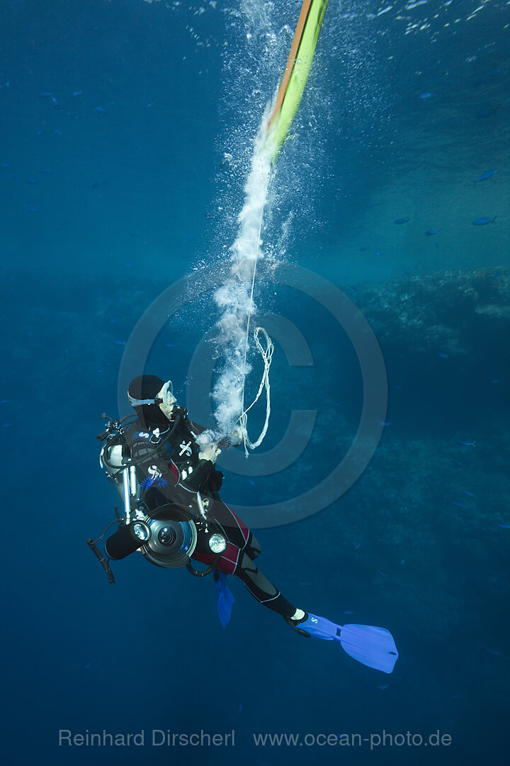 Taucher blaest Signalboje zur Oberflaeche, Brother Islands, Rotes Meer, Aegypten