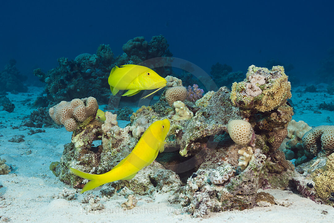 Zitronenbarben am Riff, Parupeneus cyclostomus, Giftun Island, Rotes Meer, Aegypten