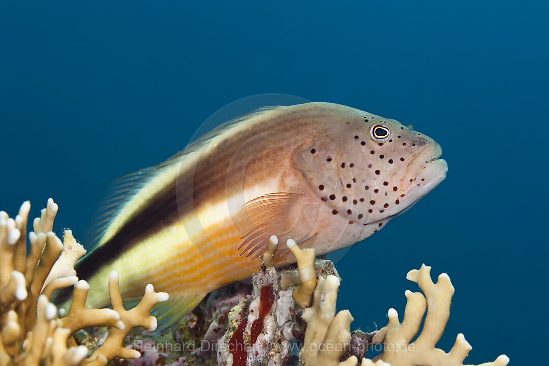 Gestreifter Korallenwaechter, Paracirrhites forsteri, Giftun Island, Rotes Meer, Aegypten