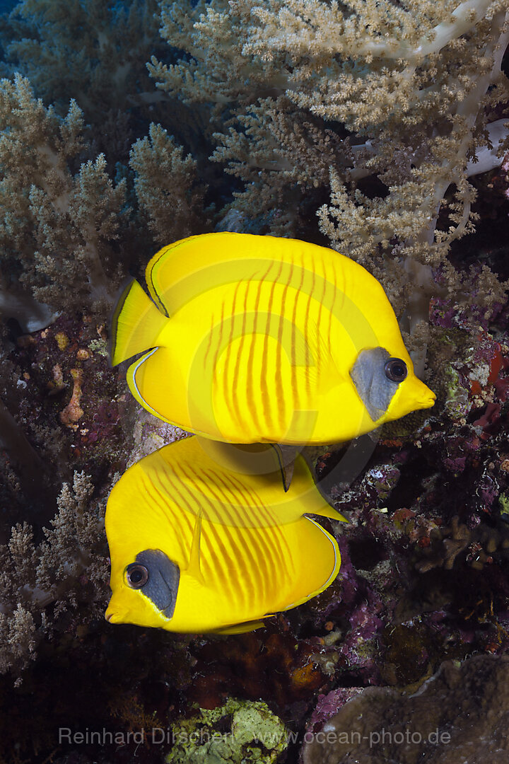 Paar Masken-Falterfische, Chaetodon semilarvatus, Giftun Island, Rotes Meer, Aegypten