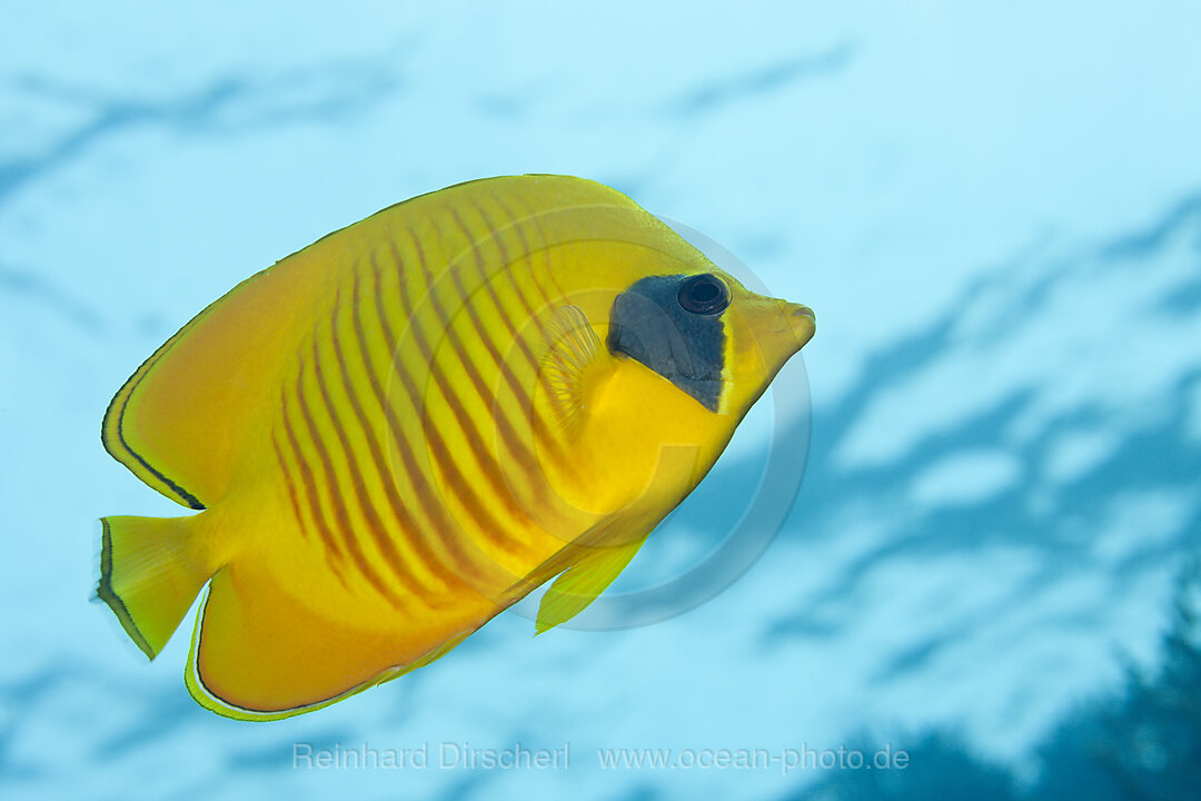 Masken-Falterfisch, Chaetodon semilarvatus, Giftun Island, Rotes Meer, Aegypten