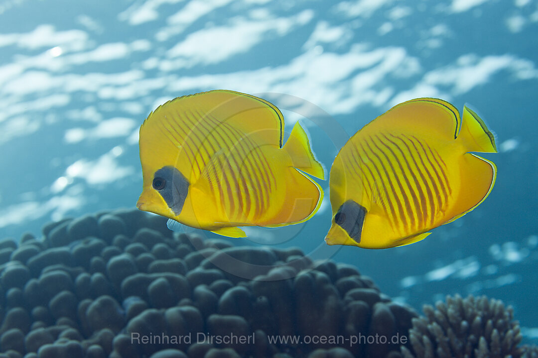 Paar Masken-Falterfische, Chaetodon semilarvatus, Giftun Island, Rotes Meer, Aegypten