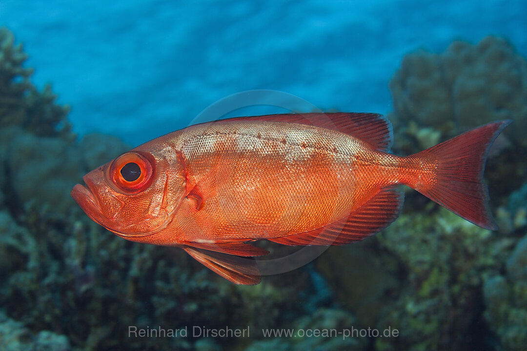 Common Bigeye, Priacanthus hamrur, Giftun Island, Red Sea, Egypt