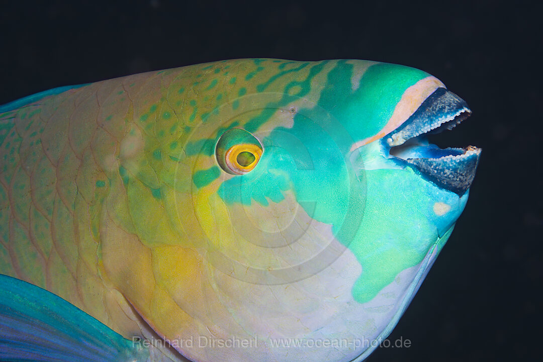 Rusty Parrotfish, Scarus ferrugineus, Giftun Island, Red Sea, Egypt