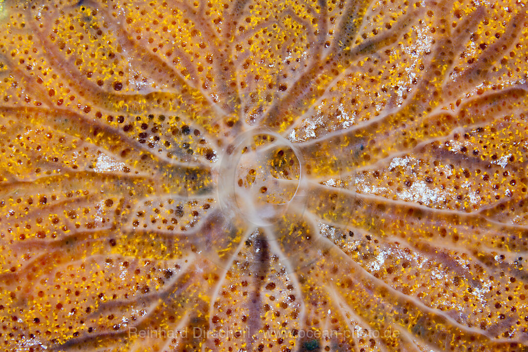 Detail eines Schwammes, Porifera, Giftun Island, Rotes Meer, Aegypten
