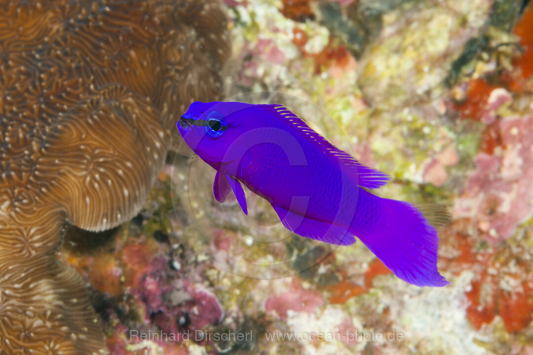 Violetter Zwergbarsch, Pseudochromis fridmani, Giftun Island, Rotes Meer, Aegypten