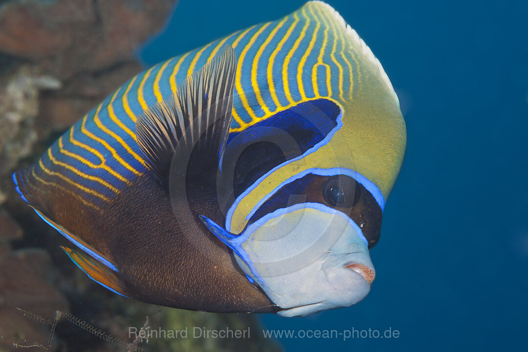 Imperator Kaiserfisch, Pomacanthus imperator, Giftun Island, Rotes Meer, Aegypten