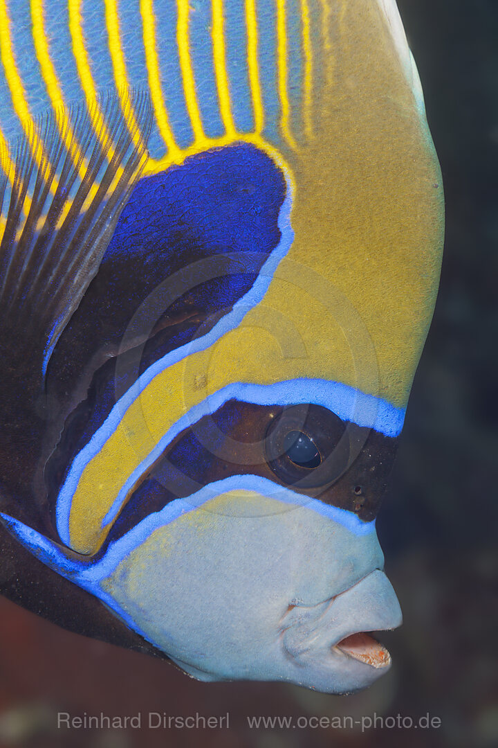 Imperator Kaiserfisch, Pomacanthus imperator, Giftun Island, Rotes Meer, Aegypten