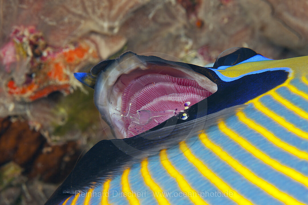 Putzergarnele in Kiemen von Imperator Kaiserfisch, Pomacanthus imperator, Giftun Island, Rotes Meer, Aegypten