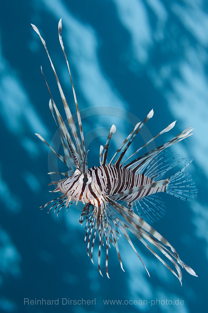 Indischer Rotfeuerfisch, Pterois miles, Brother Islands, Rotes Meer, Aegypten