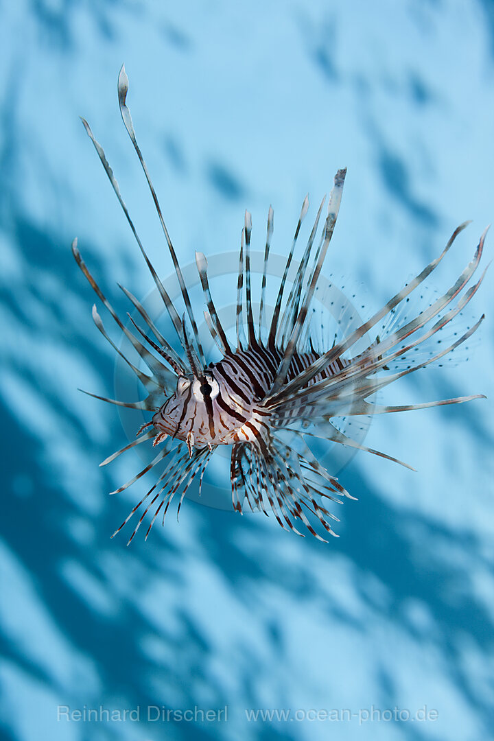 Indischer Rotfeuerfisch, Pterois miles, Brother Islands, Rotes Meer, Aegypten