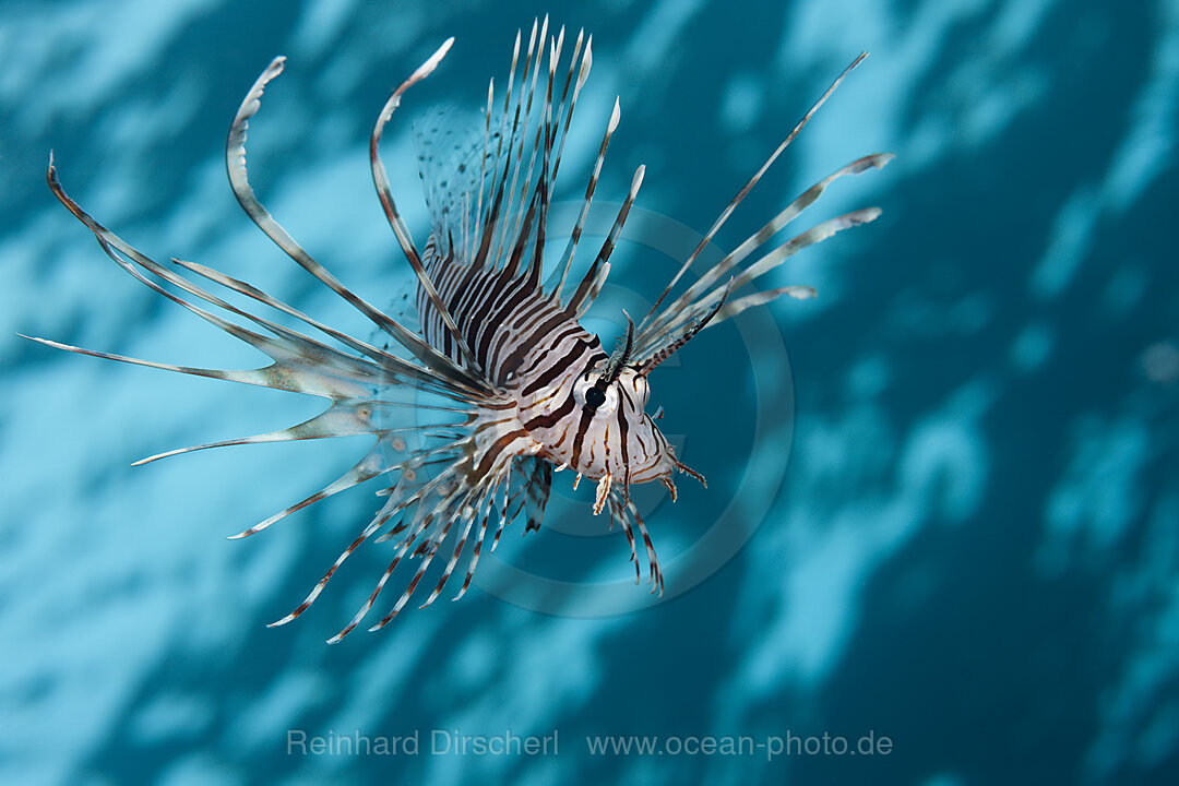 Indischer Rotfeuerfisch, Pterois miles, Brother Islands, Rotes Meer, Aegypten
