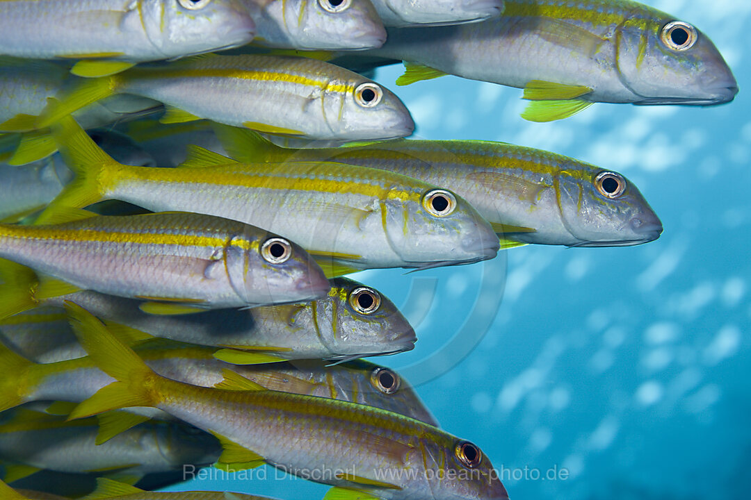 Shoal of Yellowfin Goatfish, Mulloidichthys vanicolensis, Brother Islands, Red Sea, Egypt