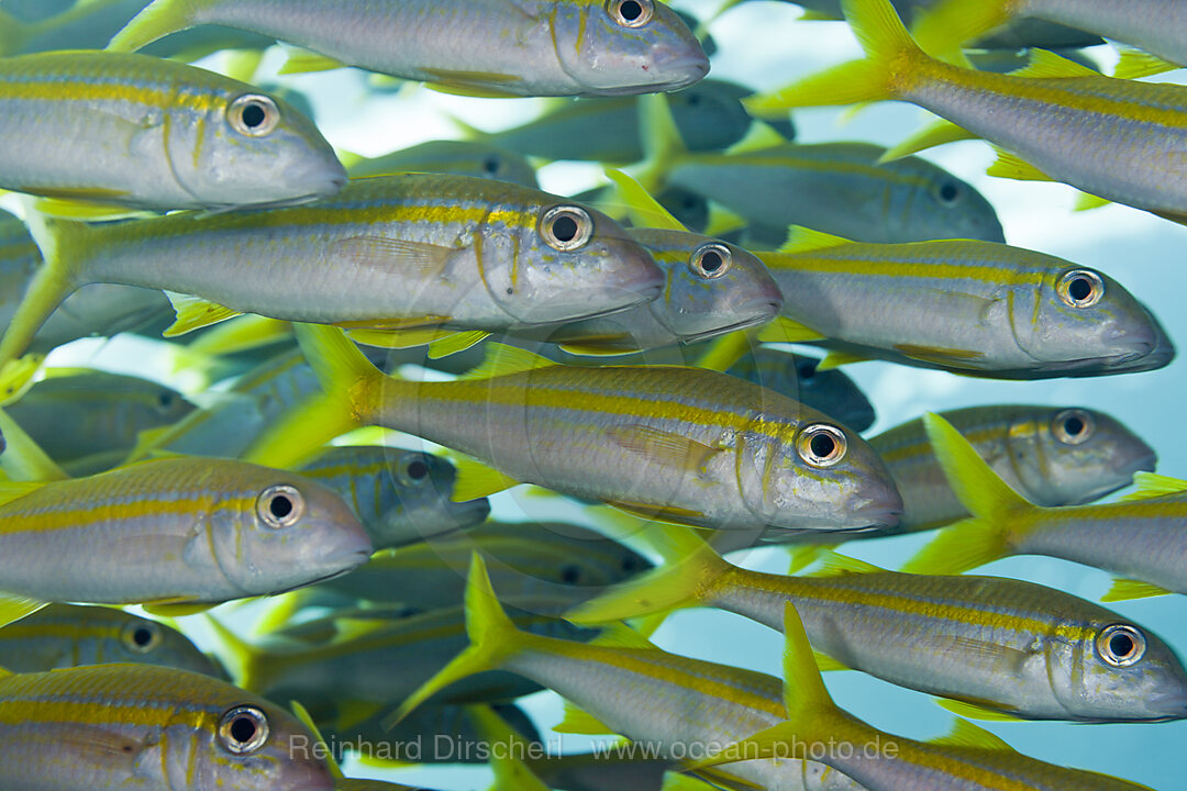 Shoal of Yellowfin Goatfish, Mulloidichthys vanicolensis, Brother Islands, Red Sea, Egypt