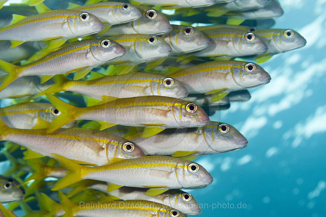 Schwarm Gelbflossen-Meerbarben, Mulloidichthys vanicolensis, Brother Islands, Rotes Meer, Aegypten