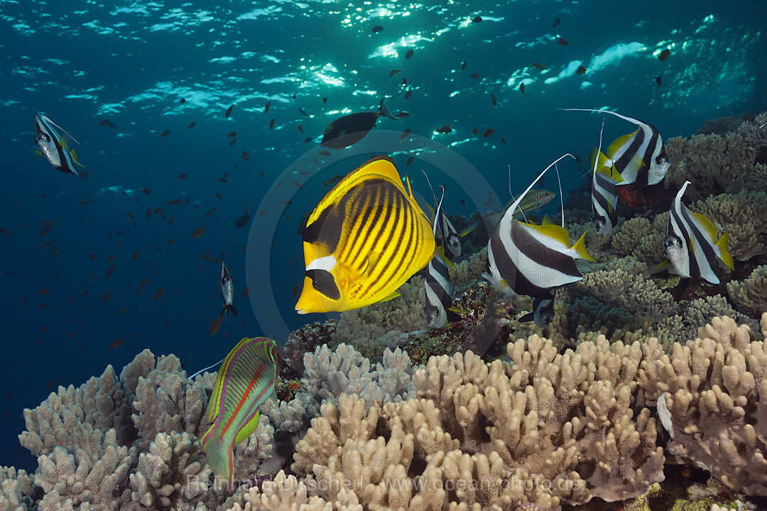 Tabak-Falterfisch und Wimpelfische, Chaetodon fasciatus, Brother Islands, Rotes Meer, Aegypten