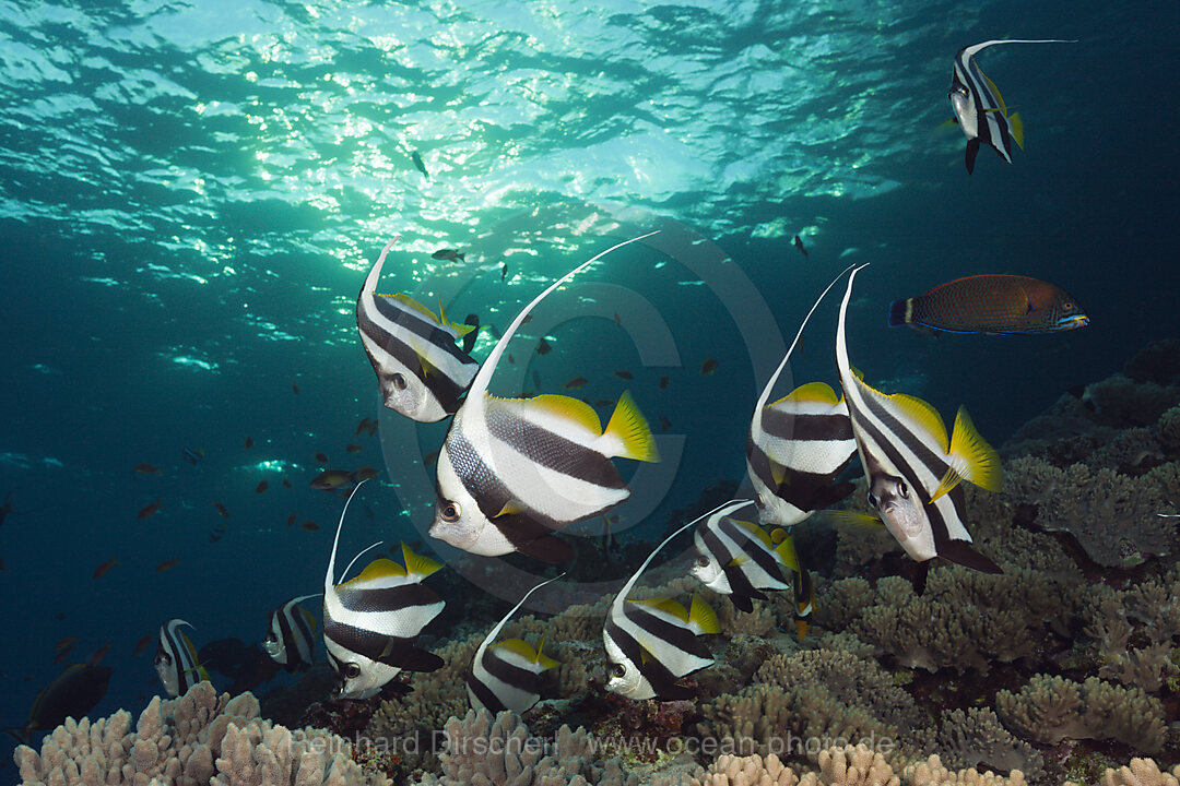 Shoal of Pennant Bannerfish, Heniochus diphreutes, Brother Islands, Red Sea, Egypt