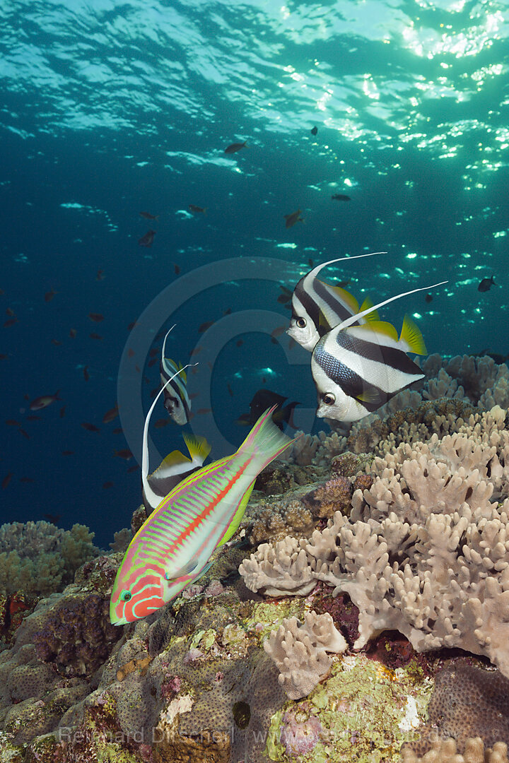 Schwarm-Wimpelfische und Wrasse, Heniochus diphreutes, Brother Islands, Rotes Meer, Aegypten