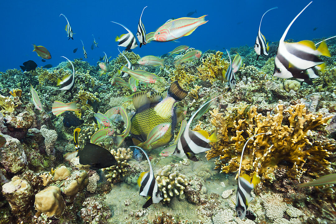 Korallenfische fressen im Riff, Brother Islands, Rotes Meer, Aegypten