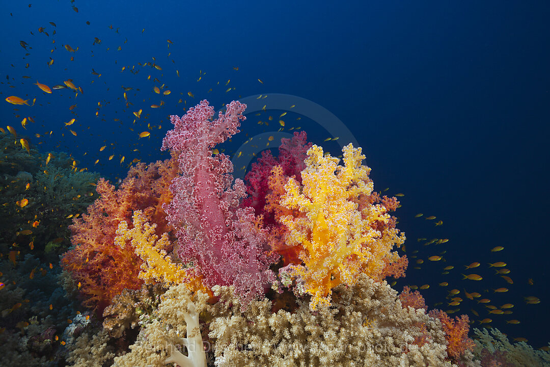 Bunte Weichkorallen, Dendronephthya sp., Brother Islands, Rotes Meer, Aegypten
