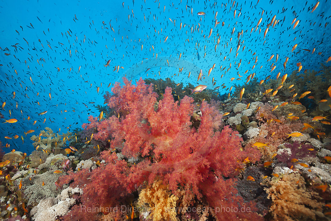 Bunte Weichkorallen, Dendronephthya sp., Brother Islands, Rotes Meer, Aegypten