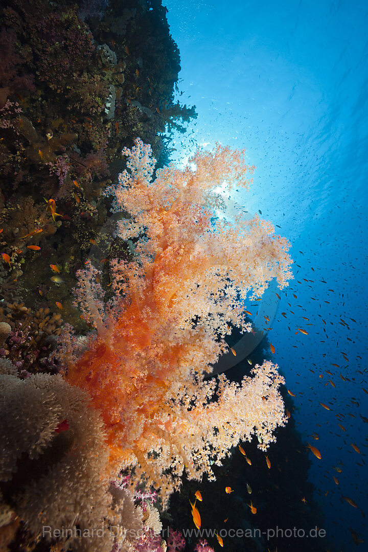Bunte Weichkorallen, Dendronephthya sp., Brother Islands, Rotes Meer, Aegypten