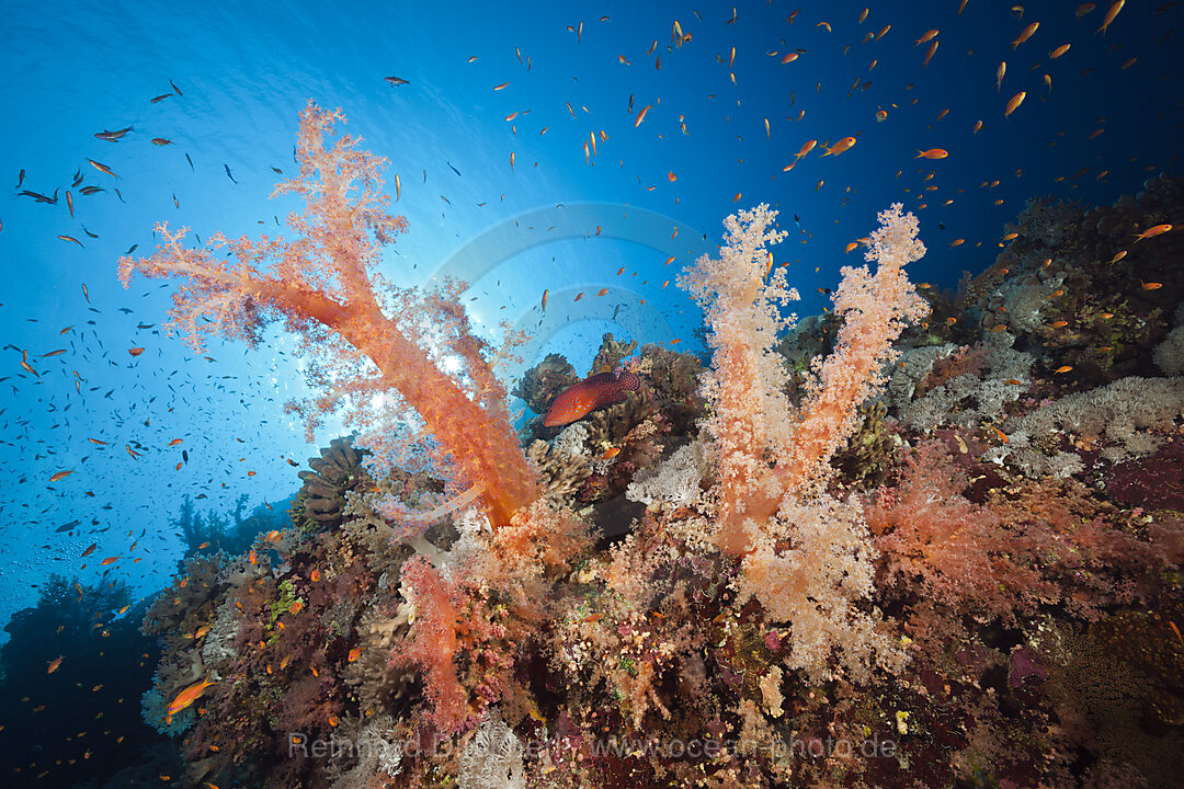 Bunte Weichkorallen, Dendronephthya sp., Brother Islands, Rotes Meer, Aegypten