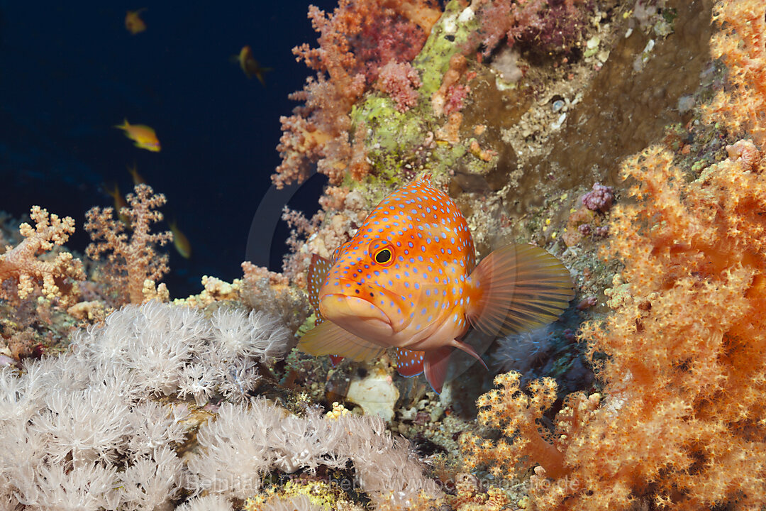 Juwelen-Zackenbarsch im Riff, Cephalopholis miniata, Brother Islands, Rotes Meer, Aegypten