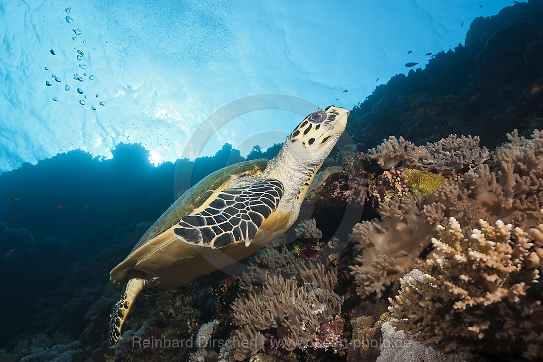 Echte Karettschildkroete, Eretmochelys imbricata, Brother Islands, Rotes Meer, Aegypten