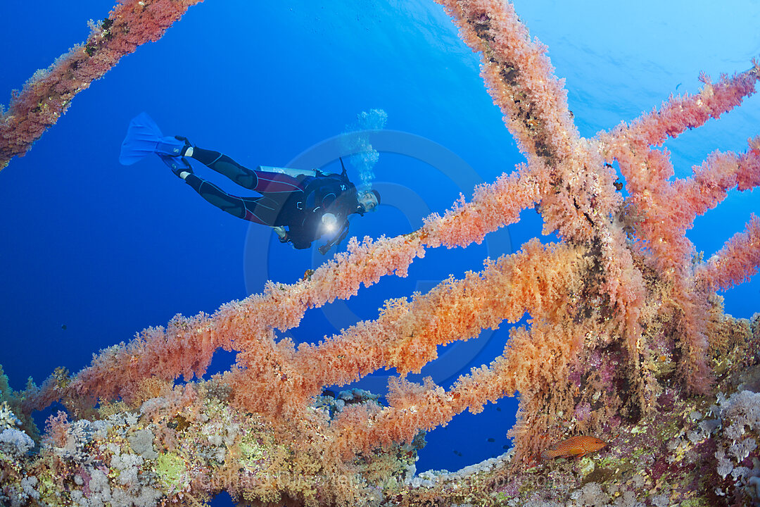 Scuba Diver at Numidia Wreck, Brother Islands, Red Sea, Egypt