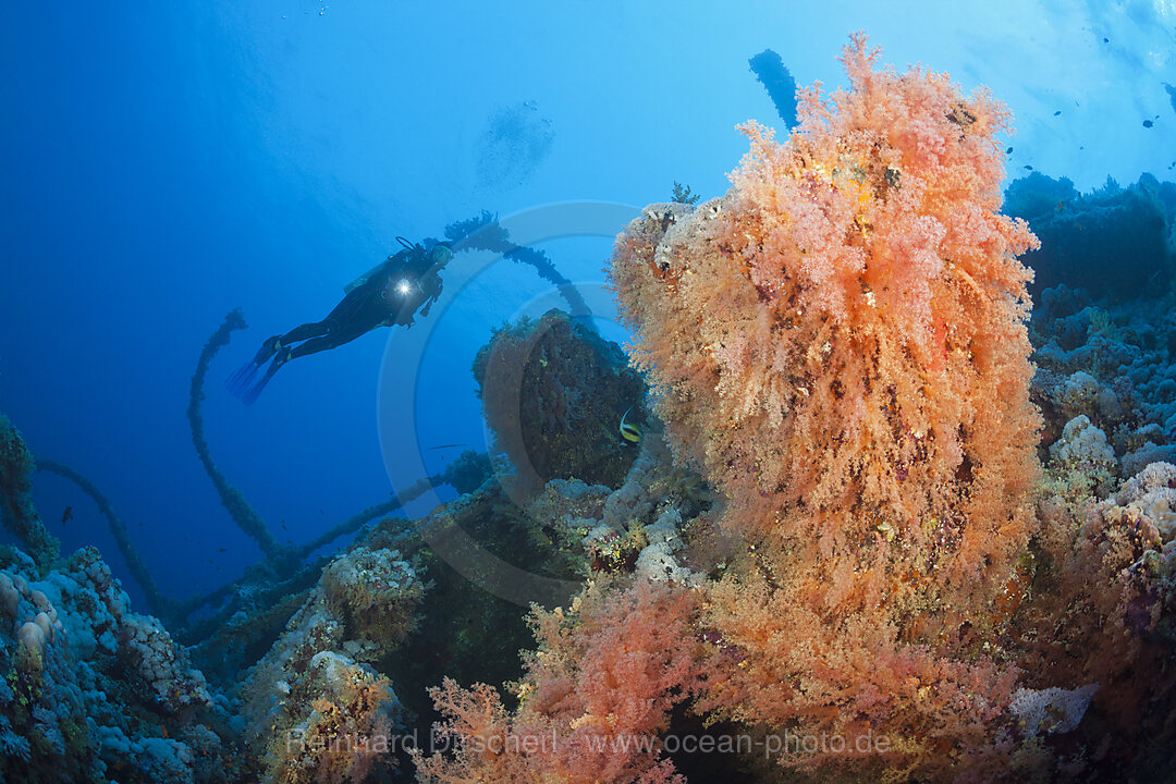 Scuba Diver at Numidia Wreck, Brother Islands, Red Sea, Egypt