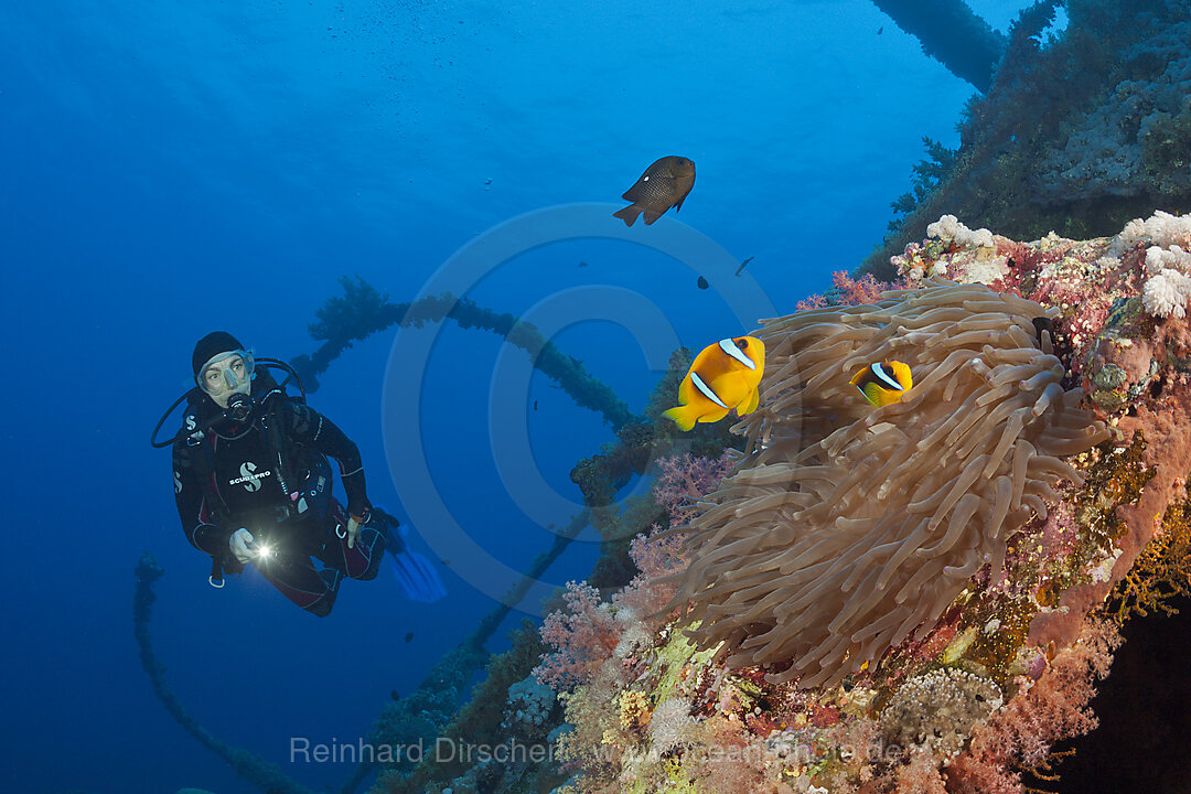 Taucher am Numidia Wrack, Brother Islands, Rotes Meer, Aegypten