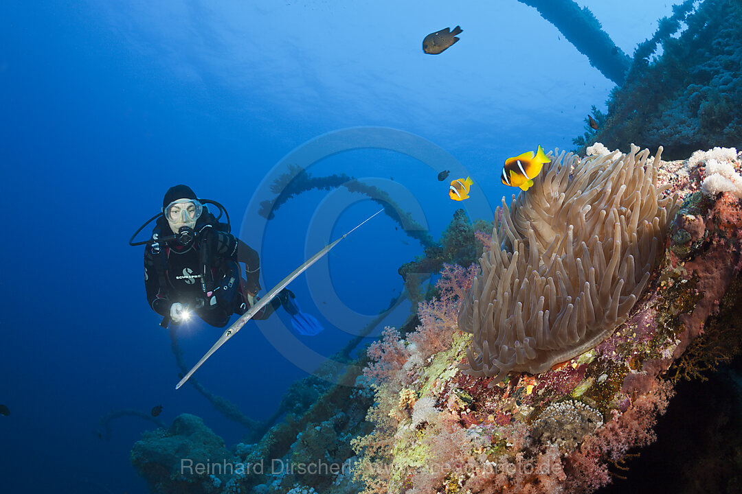 Taucher am Numidia Wrack, Brother Islands, Rotes Meer, Aegypten