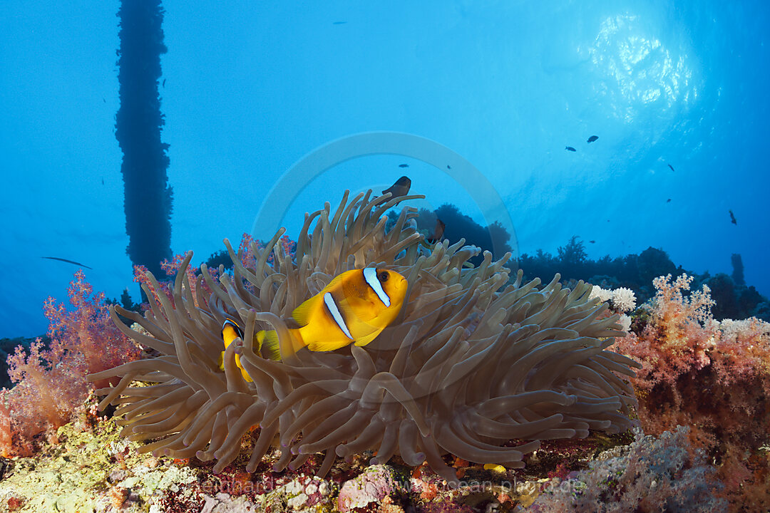 Rotmeer-Anemonenfisch am Numidia Wrack, Amphiprion bicinctus, Brother Islands, Rotes Meer, Aegypten