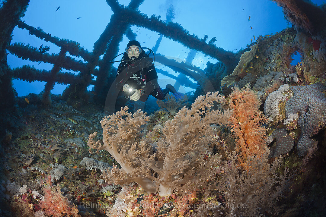 Taucher am Numidia Wrack, Brother Islands, Rotes Meer, Aegypten