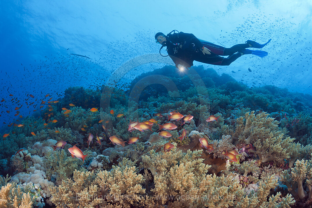 Taucher und Harems-Fahnenbarsche, Pseudanthias squamipinnis, Brother Islands, Rotes Meer, Aegypten