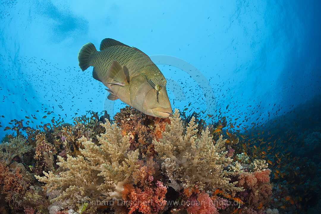 Napoleon-Lippfisch, Cheilinus undulatus, Brother Islands, Rotes Meer, Aegypten