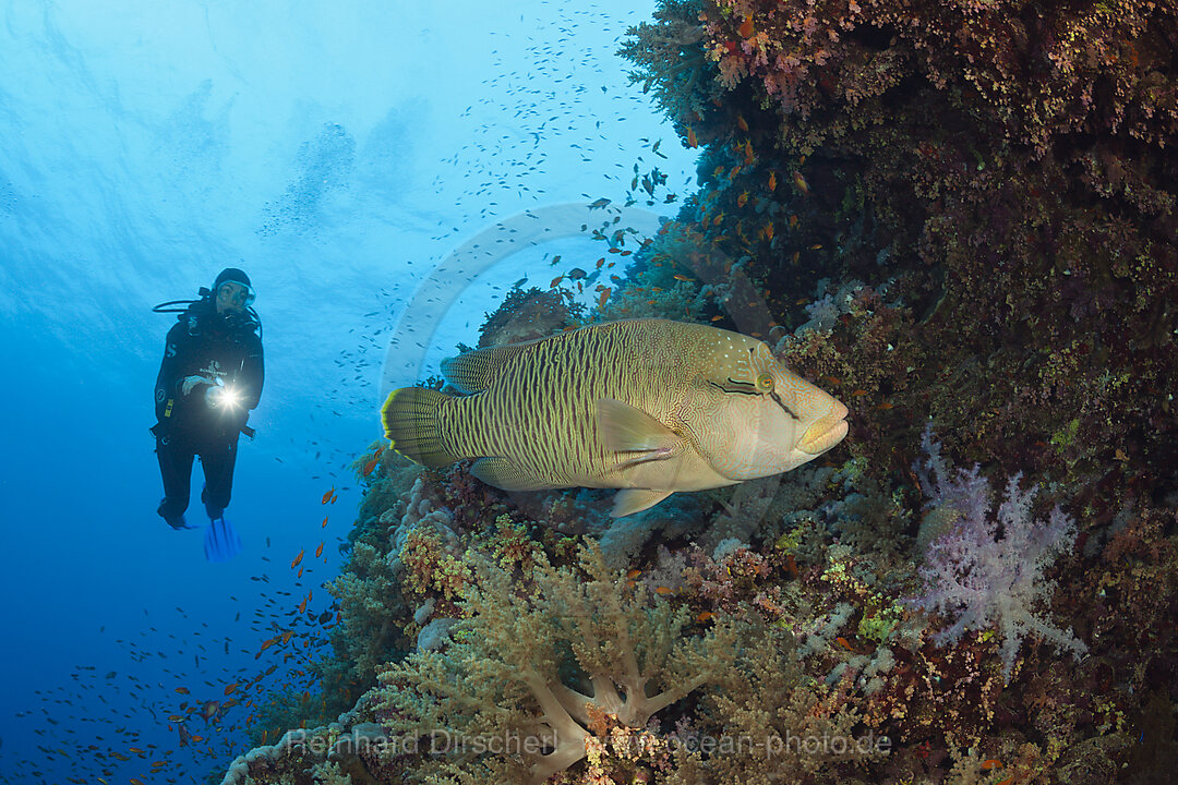 Taucher und Napoleon-Lippfisch, Cheilinus undulatus, Brother Islands, Rotes Meer, Aegypten