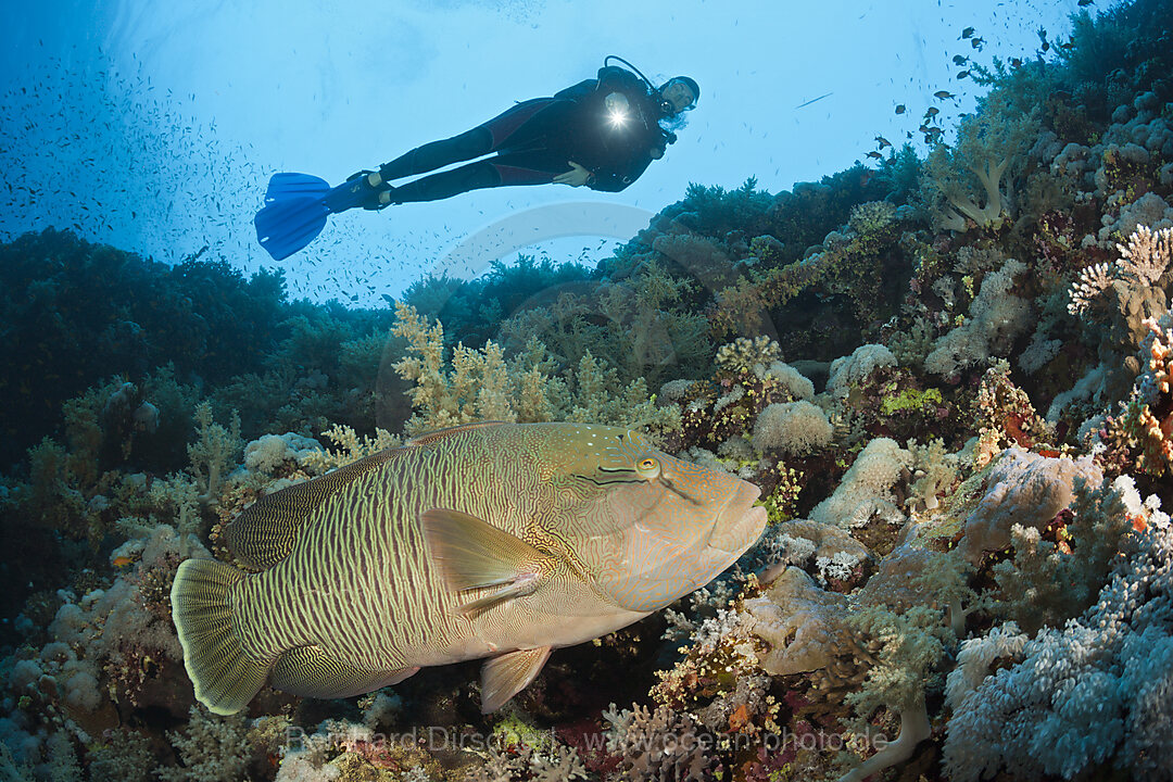 Taucher und Napoleon-Lippfisch, Cheilinus undulatus, Brother Islands, Rotes Meer, Aegypten