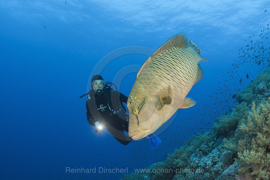 Taucher und Napoleon-Lippfisch, Cheilinus undulatus, Brother Islands, Rotes Meer, Aegypten