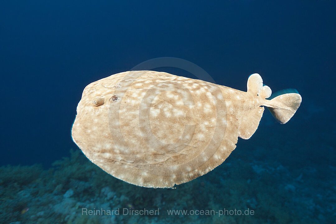 Rotmeer-Zitterrochen, Torpedo panthera, Brother Islands, Rotes Meer, Aegypten