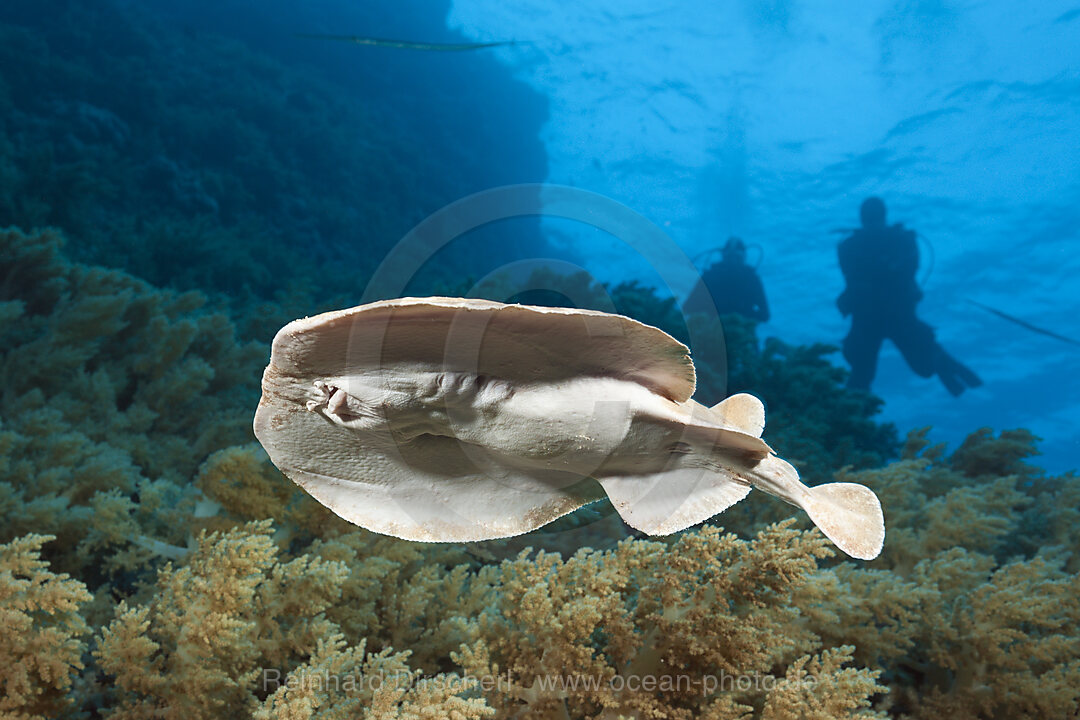 Rotmeer-Zitterrochen, Torpedo panthera, Brother Islands, Rotes Meer, Aegypten