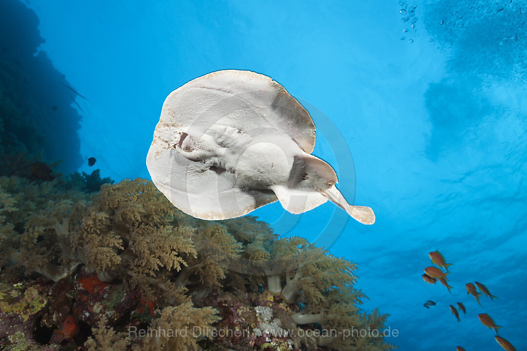 Rotmeer-Zitterrochen, Torpedo panthera, Brother Islands, Rotes Meer, Aegypten