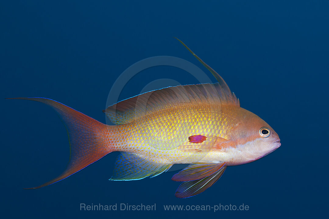 Harems-Fahnenbarsch, Pseudanthias squamipinnis, Brother Islands, Rotes Meer, Aegypten