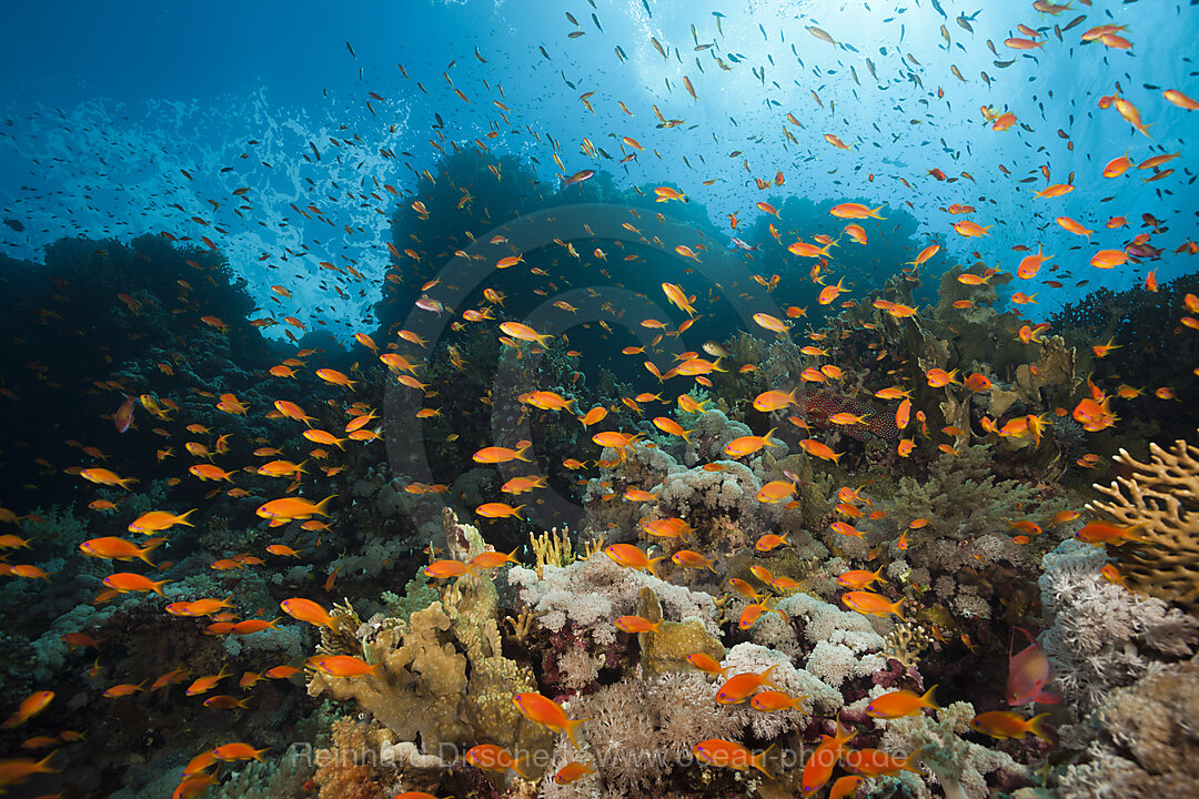 Korallenriff mit Harems-Fahnenbarschen, Pseudanthias squamipinnis, Brother Islands, Rotes Meer, Aegypten