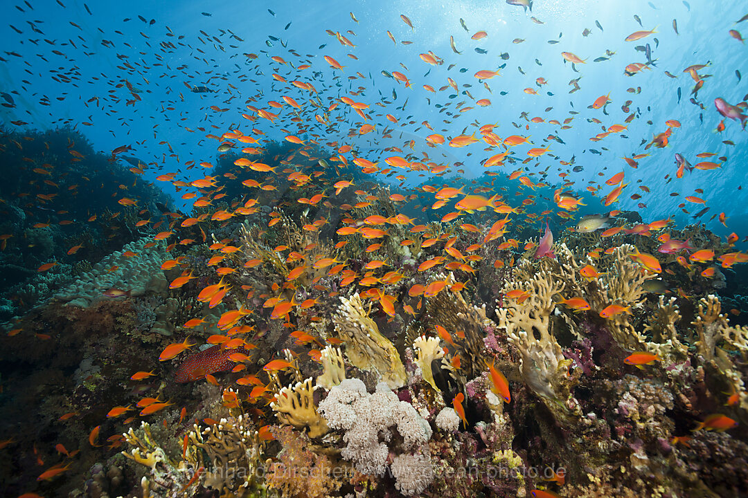 Korallenriff mit Harems-Fahnenbarschen, Pseudanthias squamipinnis, Brother Islands, Rotes Meer, Aegypten