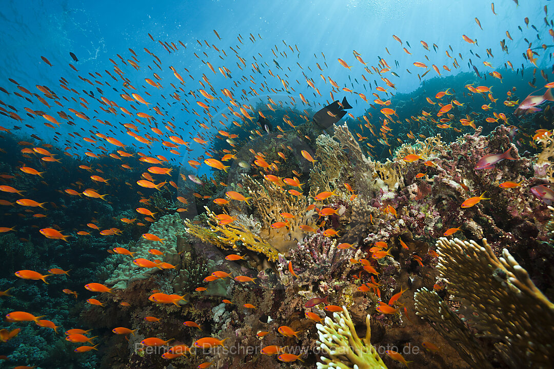 Korallenriff mit Harems-Fahnenbarschen, Pseudanthias squamipinnis, Brother Islands, Rotes Meer, Aegypten