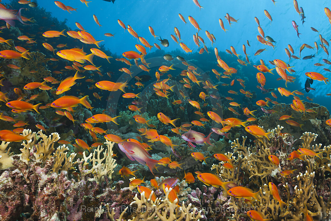 Korallenriff mit Harems-Fahnenbarschen, Pseudanthias squamipinnis, Brother Islands, Rotes Meer, Aegypten