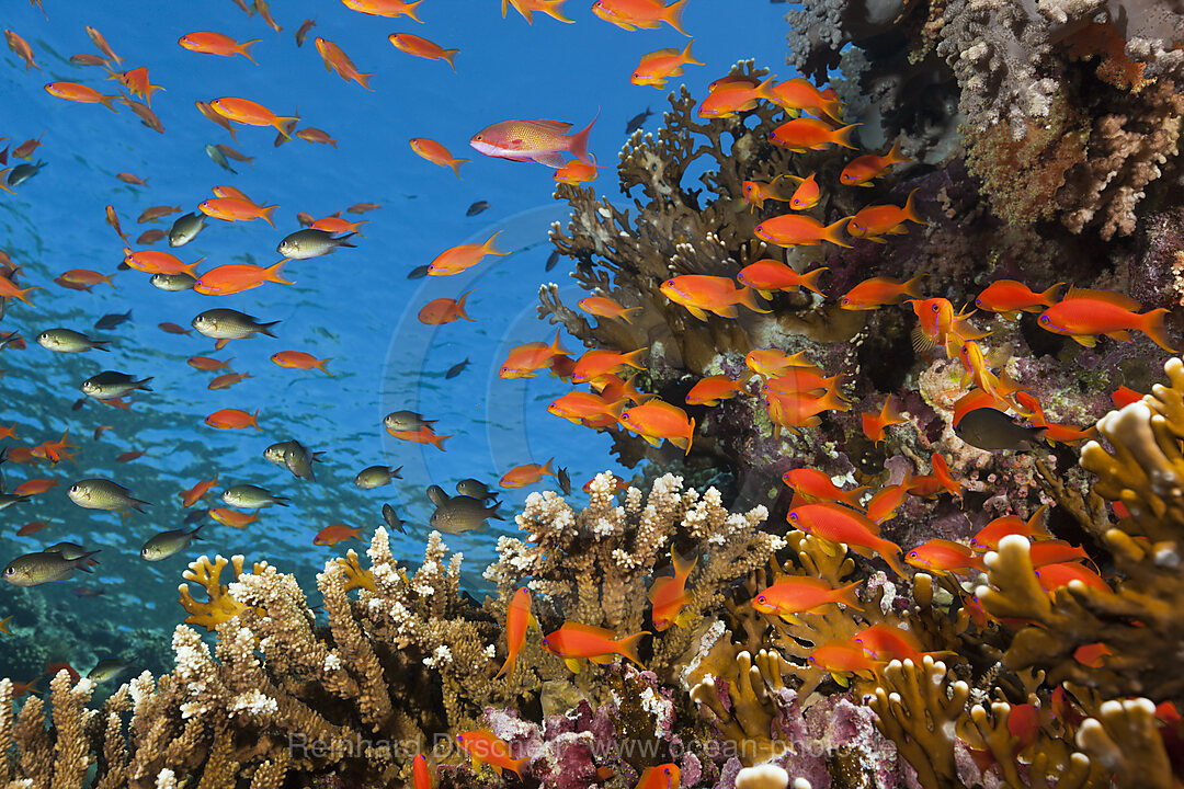 Korallenriff mit Harems-Fahnenbarschen, Pseudanthias squamipinnis, Brother Islands, Rotes Meer, Aegypten