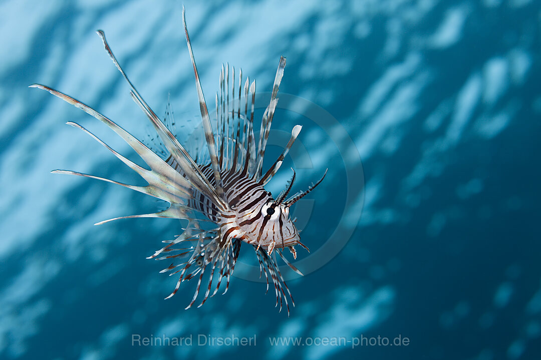 Indischer Rotfeuerfisch, Pterois miles, Brother Islands, Rotes Meer, Aegypten